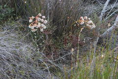 Serruria williamsii