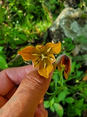 Calochortus purpureus