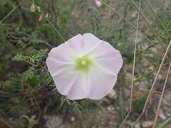 Ipomoea thurberi