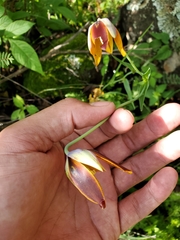 Calochortus purpureus