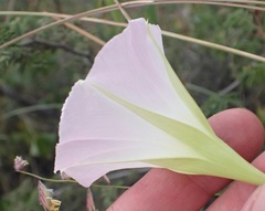 Ipomoea thurberi