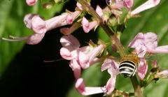 Plectranthus ecklonii