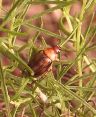 Callistethus marginatus