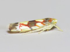 Erythroneura elegans