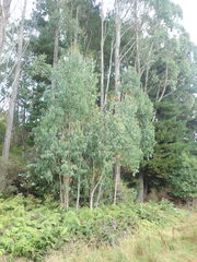 Eucalyptus delegatensis