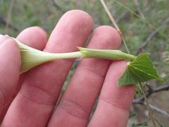 Ipomoea thurberi