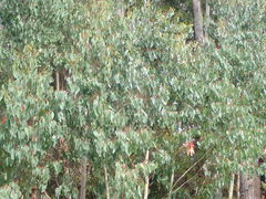 Eucalyptus delegatensis