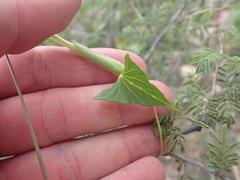 Ipomoea thurberi