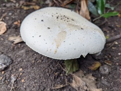Agaricus arvensis