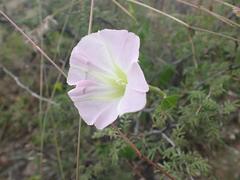 Ipomoea thurberi