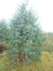 Eucalyptus delegatensis