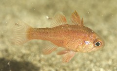 Vincentia novaehollandiae