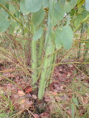 Eucalyptus delegatensis
