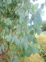 Eucalyptus delegatensis