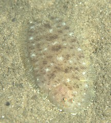 Aseraggodes lenisquamis
