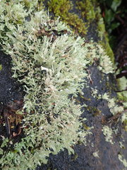 Cladonia neozelandica