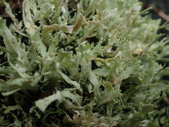 Cladonia neozelandica