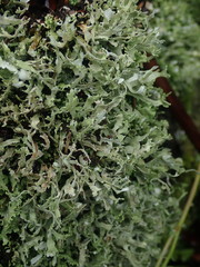Cladonia neozelandica