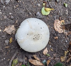 Agaricus arvensis