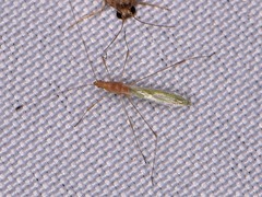 Metacanthus multispinus