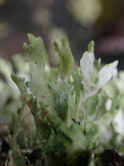 Cladonia neozelandica