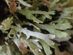 Cladonia neozelandica