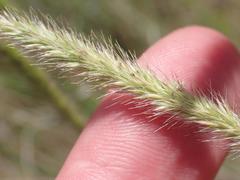 Muhlenbergia alopecuroides