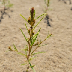 Corispermoideae