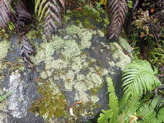Cladonia neozelandica
