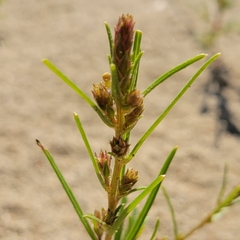 Corispermoideae