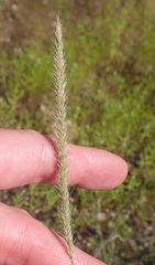 Muhlenbergia alopecuroides