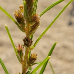 Corispermoideae