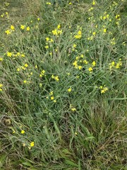 Diplotaxis tenuifolia