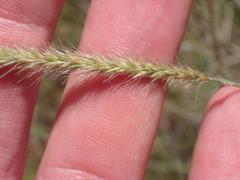 Muhlenbergia alopecuroides