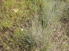 Muhlenbergia alopecuroides