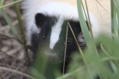 Mephitis mephitis nigra