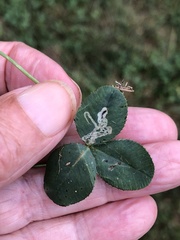 Liriomyza fricki