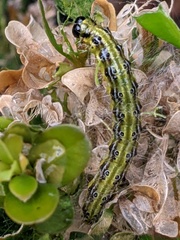 Cydalima perspectalis