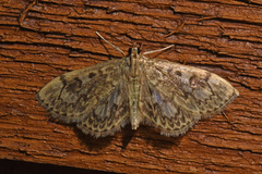 Anania coronata