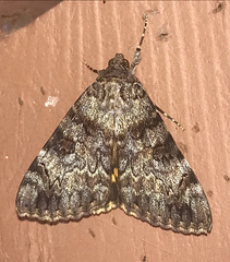 Catocala desdemona