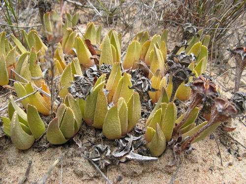 Nuwejaars Tiptoothfig (Acrodon quarcicola)