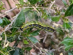 Cydalima perspectalis
