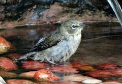 Zosterops virens virens