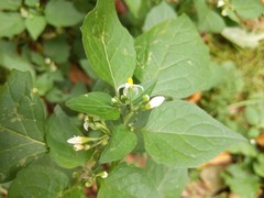Solanum nigrum