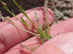 Polygala glochidiata