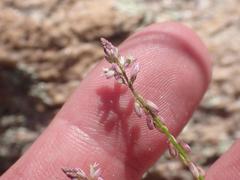Polygala glochidiata