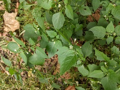 Solanum nigrum