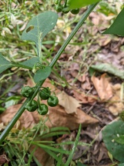 Solanum nigrum