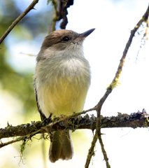 Myiarchus magnirostris
