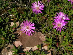Cephalophyllum rostellum